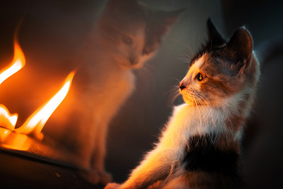 可爱的小猫在火旁取暖