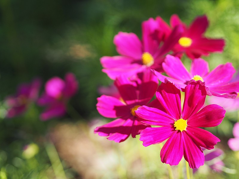 紫色、暗粉色的花朵，硫磺色的波斯菊、墨西哥紫菀花在春天美丽地盛开在花园里，模糊了大自然的背景