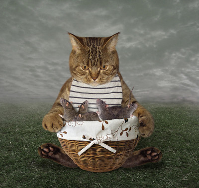 猫和老鼠篮子