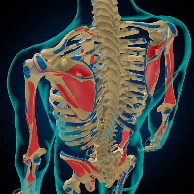 用于医学概念3D的肌肉起源和插入解剖骨骼