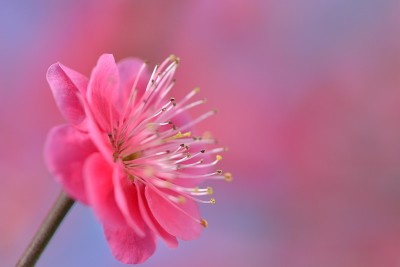 日本的梅花