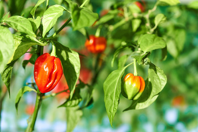 哈瓦那辣椒植物，以新鲜、成熟的哈瓦那辣椒为特色，随时可以采摘