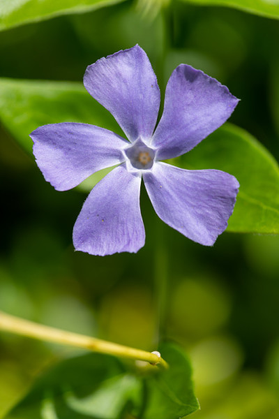 小长春花(小长春花)