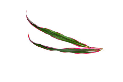Croton叶子孤立的白色背景。