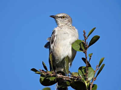 北方反舌鸟(Mimus polyglottos)栖息在一棵树上，背景是晴朗的天空