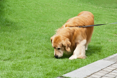 草坪黄金毛寻回犬