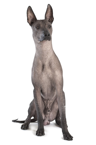 Xoloitzcuintle公狗