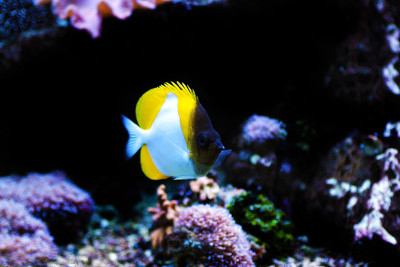 金字塔蝴蝶鱼(Hemitaurichthys polylepis)