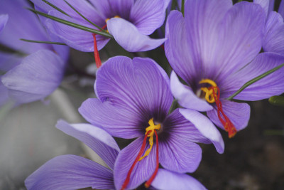 藏红花盛开