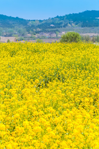 乡村油菜花田旅游