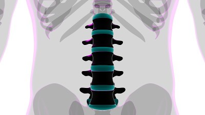 人体骨骼、脊柱、腰椎解剖学