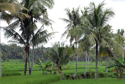 Ricefield