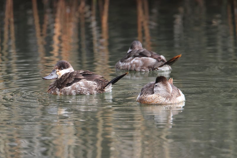 红鸭(Oxyura jamaicensis)