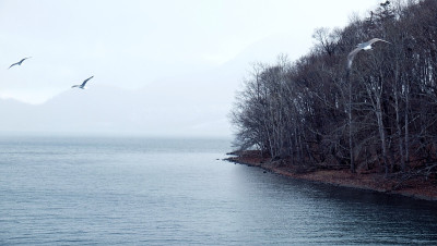日本北海道洞屋湖上的海鸟