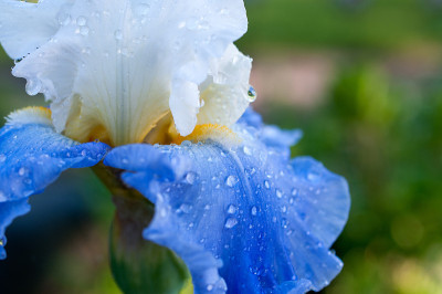 雨后虹膜