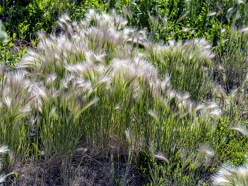 类似于羽毛草的一种草，拉丁名是Hordeum jubatum