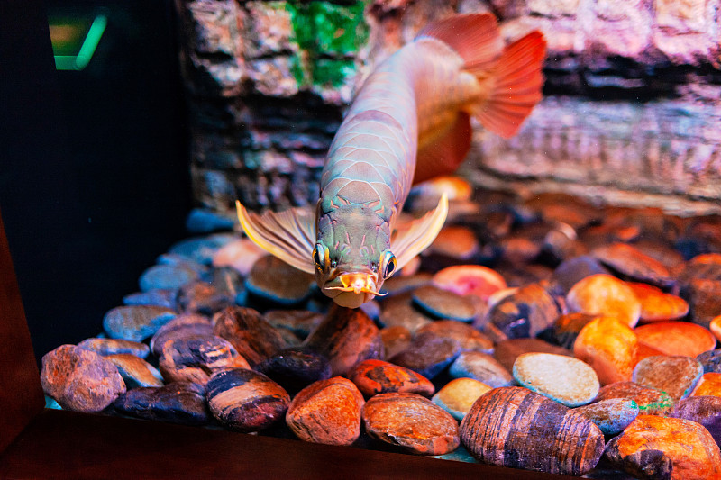 红辣椒龙鱼近距离观看水族馆