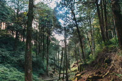 在阿里山森林