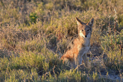 Jackal - Etosha，纳米比亚