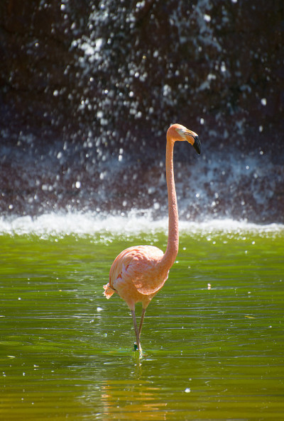 池塘里粉红色的火烈鸟。Phoenicopterus红的。