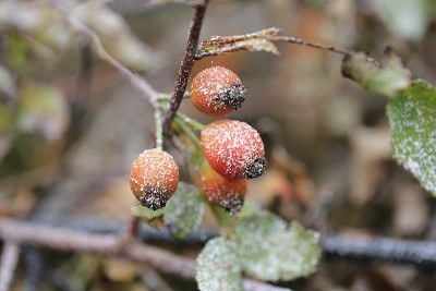 雪花落蔷薇果在雪天冬圣诞新年