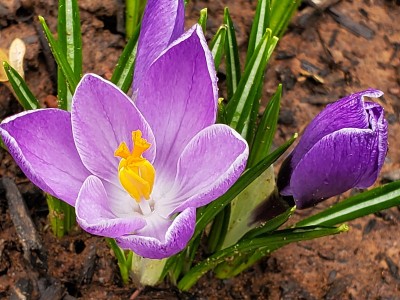 番红花属