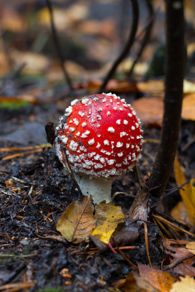 鹅膏,fly-agaric蘑菇