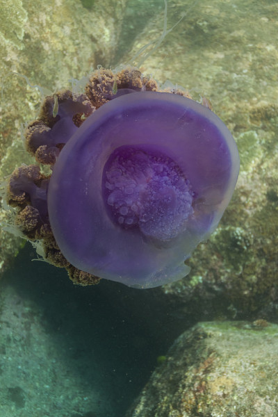 冠水母(cefia cefia)