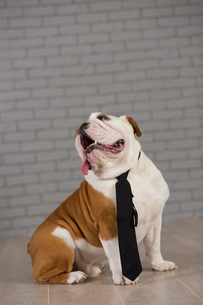 英国斗牛犬坐在商务领带工作室与砖墙的背景