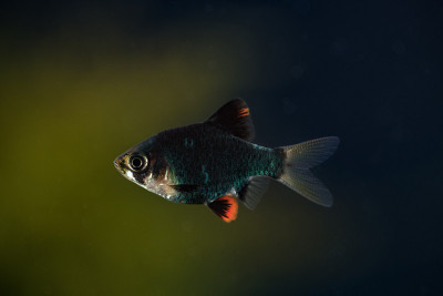 虎倒刺或绿倒刺。慢慢地在水族馆里游泳寻找食物，美丽的鱼有闪亮的绿色身体和红色的鳍末端。