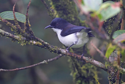 Dark-backed Sibia