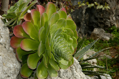Aeonium