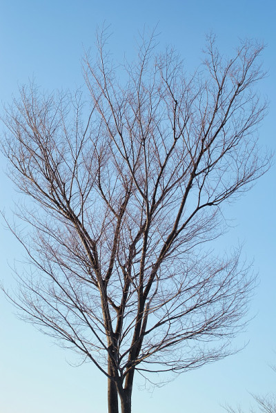 冬天的树