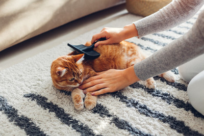 在家里用梳子刷给姜猫梳头。女主人照顾宠物为其脱毛。