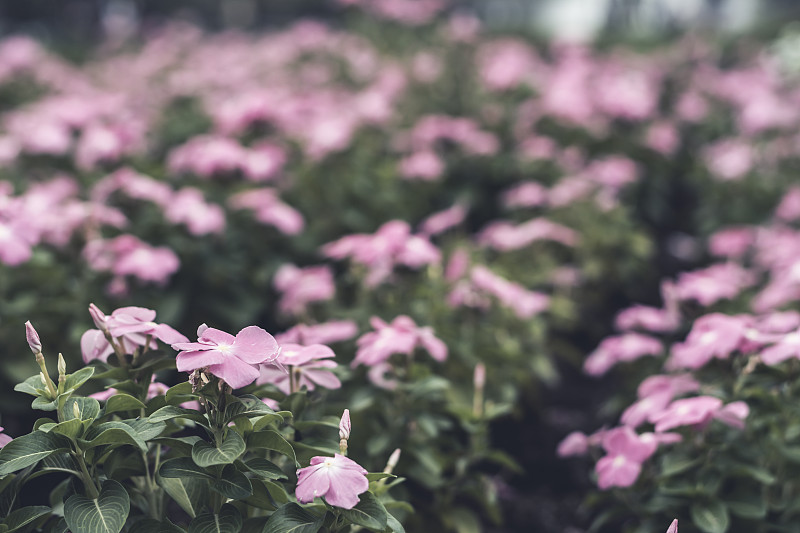 选择聚焦花背景。