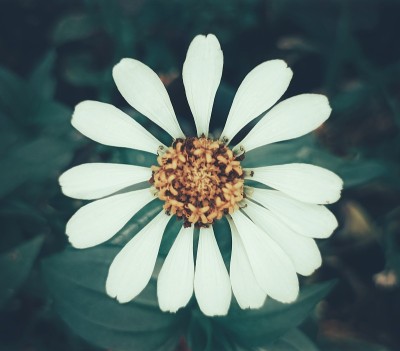 白色的花