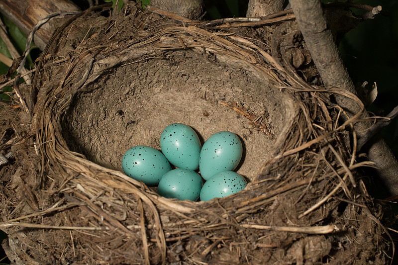 歌曲《Thrush》(Turdus philomelos)。