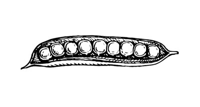 Ink sketch of pea.