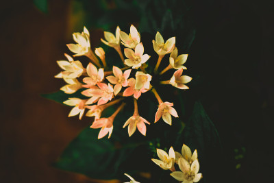 白色的块茎状的花