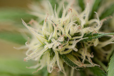 植物结构-毛状体