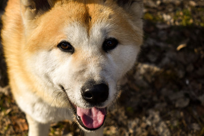 小秋田犬对着镜头摆姿势