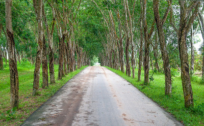 橡胶园路
