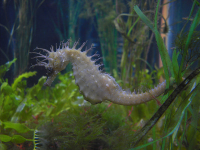 水族馆里的海马