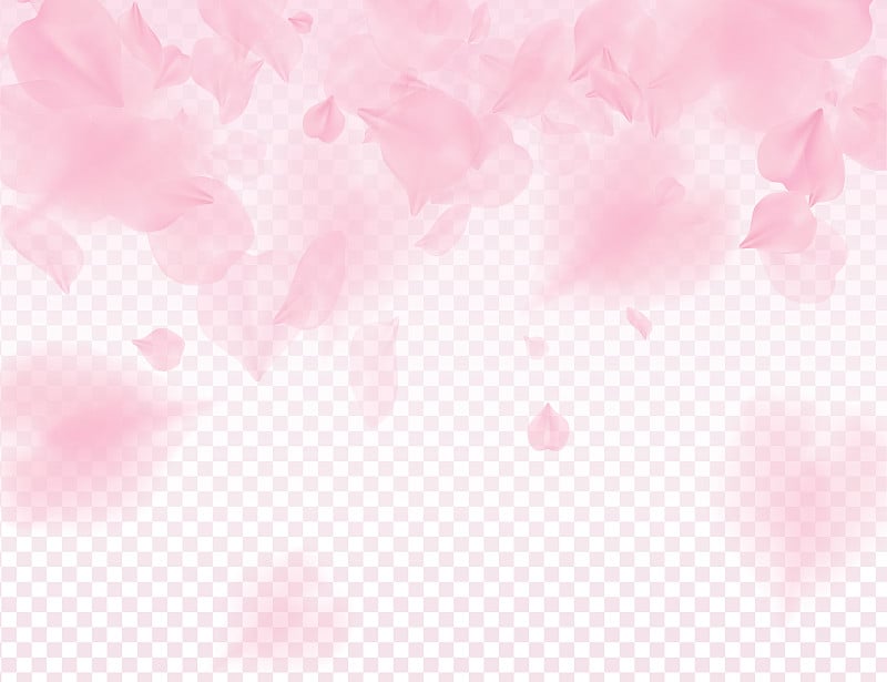 Pink sakura petals transparent background. A lot o