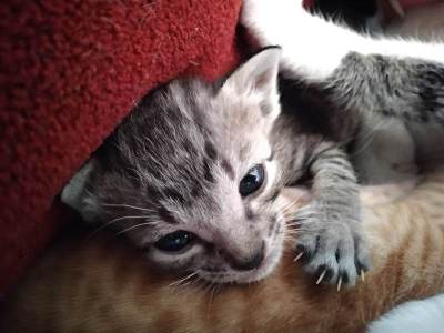 可爱的灰色小猫看着镜头的小爪子和爪子