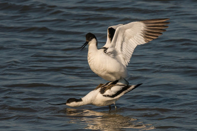 脚avocet