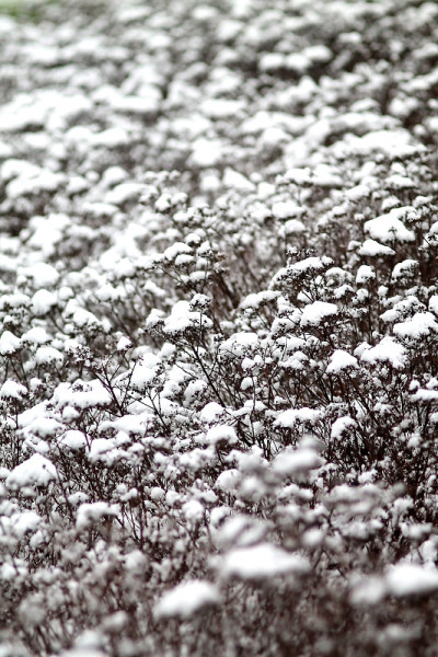 冰雪覆盖树枝