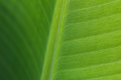 特写图案的绿色芭蕉叶表面背景