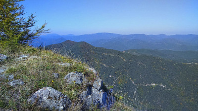 观山观林