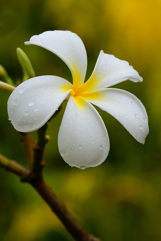 白色鸡蛋花花有水滴